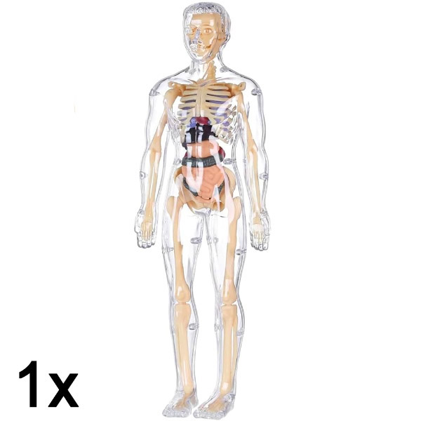 1x Model 3D pentru învățarea anatomiei corpului uman | FLESHTOPIA