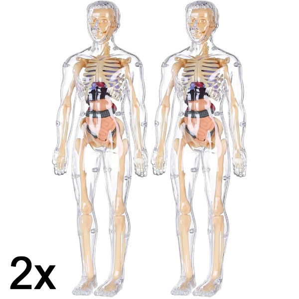 2x Model 3D pentru învățarea anatomiei corpului uman | FLESHTOPIA