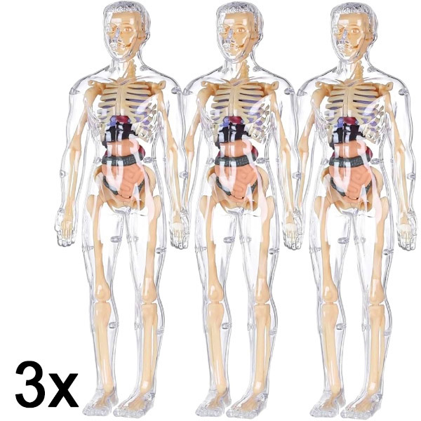 3x Model 3D pentru învățarea anatomiei corpului uman | FLESHTOPIA