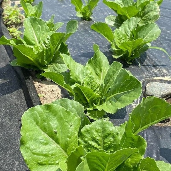 VEGUARD45453__781ea626